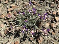 Astragalus missouriensis image